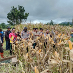 Polres Buol Panen Jagung Bersama Warga, Wujud Nyata Dukungan Ketahanan Pangan!