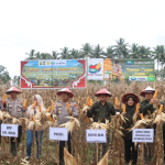 Panen Jagung Serentak, Polres Buol dan Pemda Kokohkan Ketahanan Pangan!