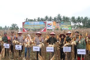 Panen Jagung Serentak, Polres Buol dan Pemda Kokohkan Ketahanan Pangan!
