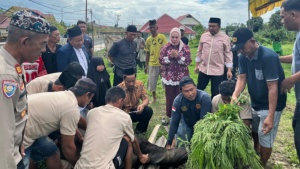 Kapolres Buol dan Personel Gotong Royong,  Qurban 4 Sapi dan 2 Ekor Kambing di Momen Idul Adha 1447 H